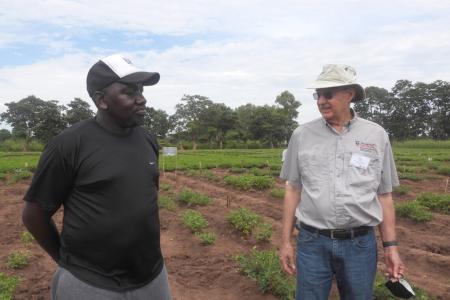 Dave Hoisington, the director of the Peanut Innovation Lab, and David Okello, the chief groundnut breeder in Uganda, inspect a field in Malawi. (Photo by Allison Floyd)